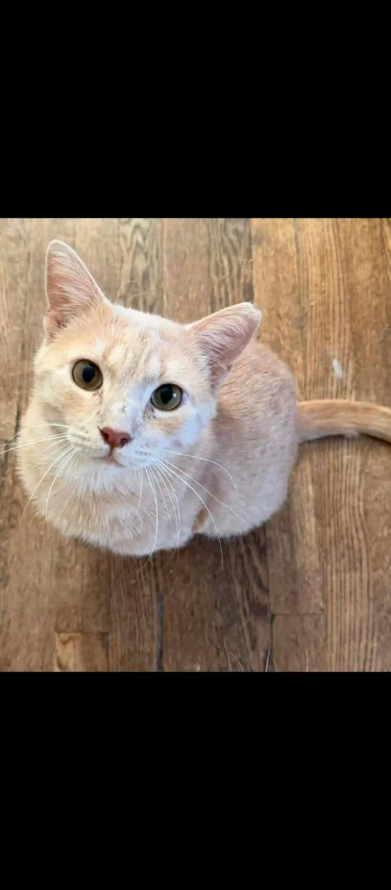 Oro