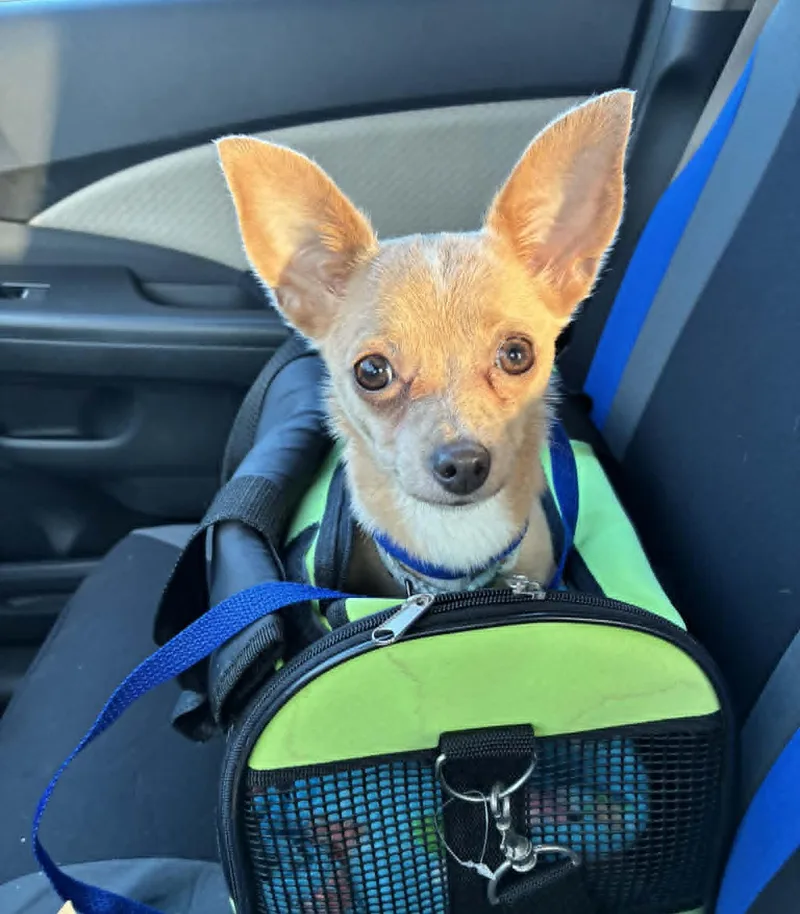 A young small-sized female Chihuahua dog named Coco for adoption in Blue Bell, PA