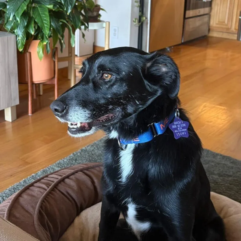 A senior medium-sized female Black Mixed Breed dog named Cupcake for adoption in San Francisco, CA