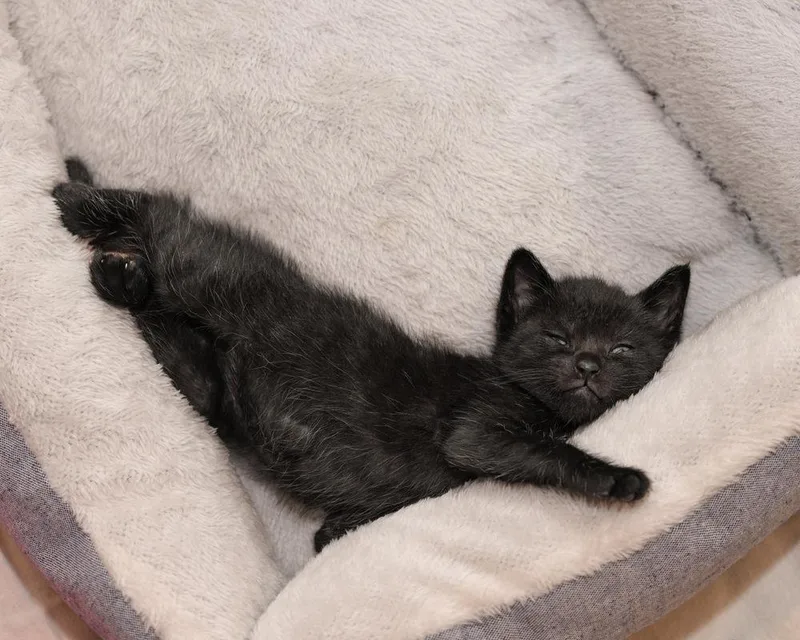 A baby small-sized male Black Domestic Short Hair cat named Frankie for adoption in Ferndale, MI
