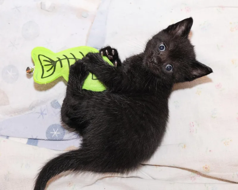Frankie thumbnail 3