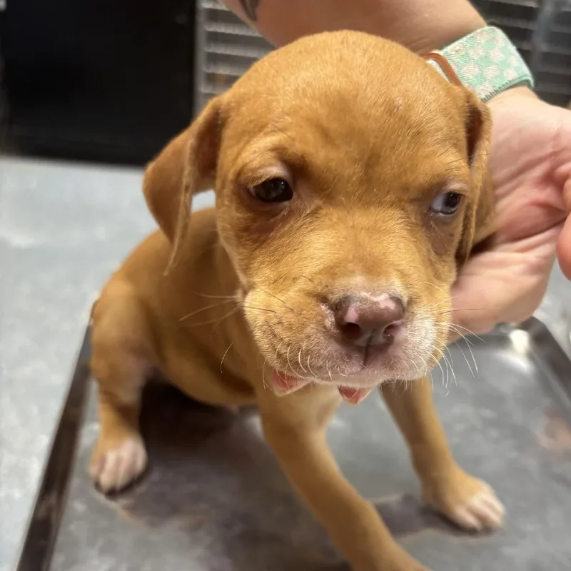 A baby small-sized male Red / Chestnut / Orange Mixed Breed dog named Yosemite for adoption in St Joseph, MO