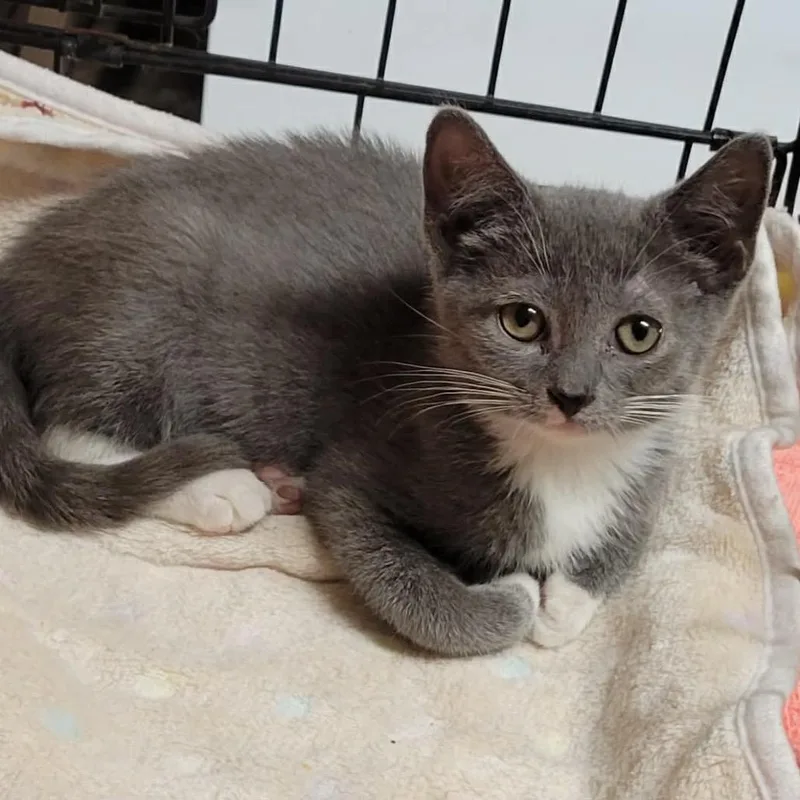 A baby small-sized female Gray / Blue / Silver Domestic Short Hair cat named Juniper for adoption in Pennsville, NJ