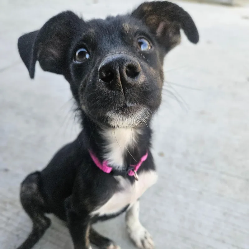 A baby medium-sized female Mixed Breed dog named Sissy for adoption in Monticello, IA