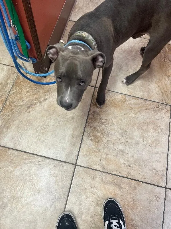 A young large-sized male Gray / Blue / Silver Mixed Breed dog named First Down for adoption in Cincinnati, OH