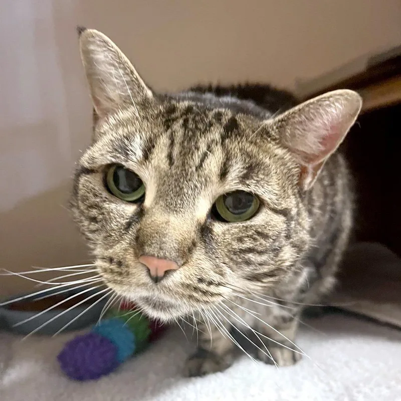 A senior large-sized female Brown / Chocolate Domestic Short Hair cat named Maizey for adoption in Providence, RI