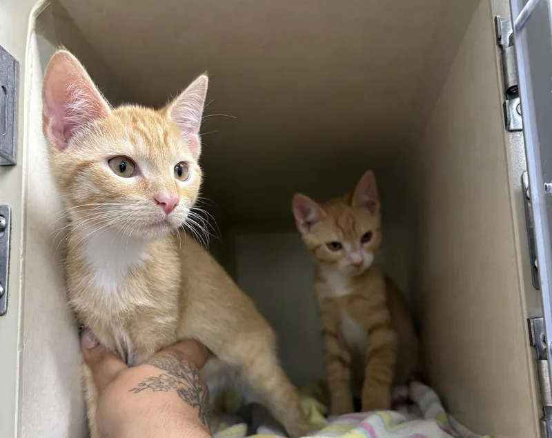 A baby small-sized male Domestic Short Hair cat named Eric for adoption in Elmsford, NY