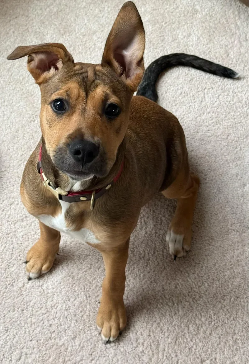A baby large-sized female Bicolor Labrador Retriever dog named Penny  Courtesy Listing for adoption in Waxhaw, NC