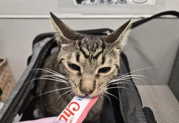 A young medium-sized male Domestic Short Hair cat named Dino for adoption in New York, NY