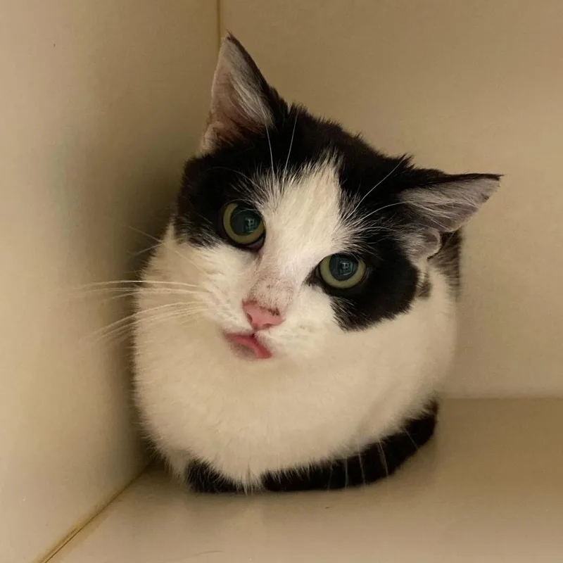 A baby small-sized female Black Domestic Short Hair cat named Clover for adoption in Dayton, OH