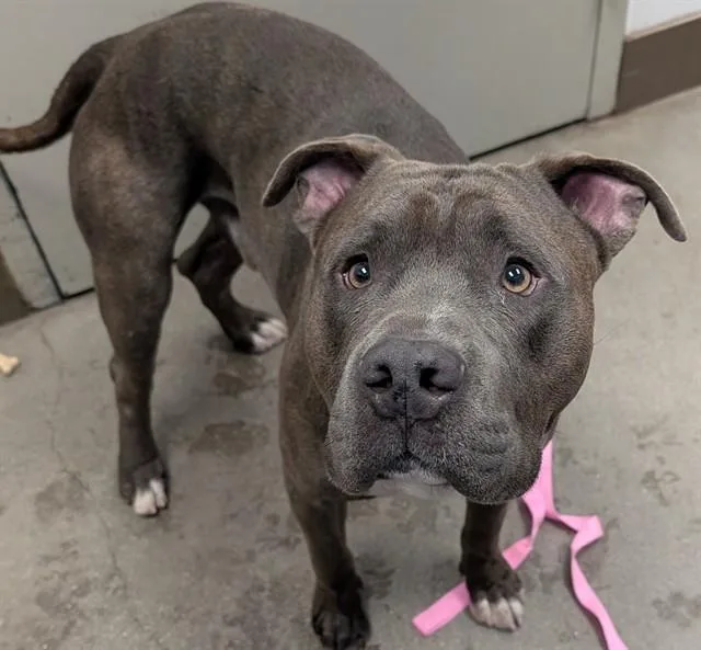 An adult large-sized male Pit Bull Terrier dog named Kent for adoption in Tucson, AZ