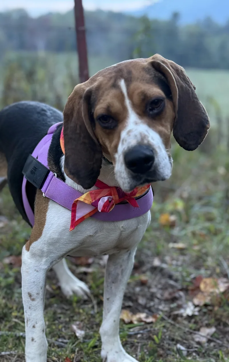 Max Walker thumbnail 2