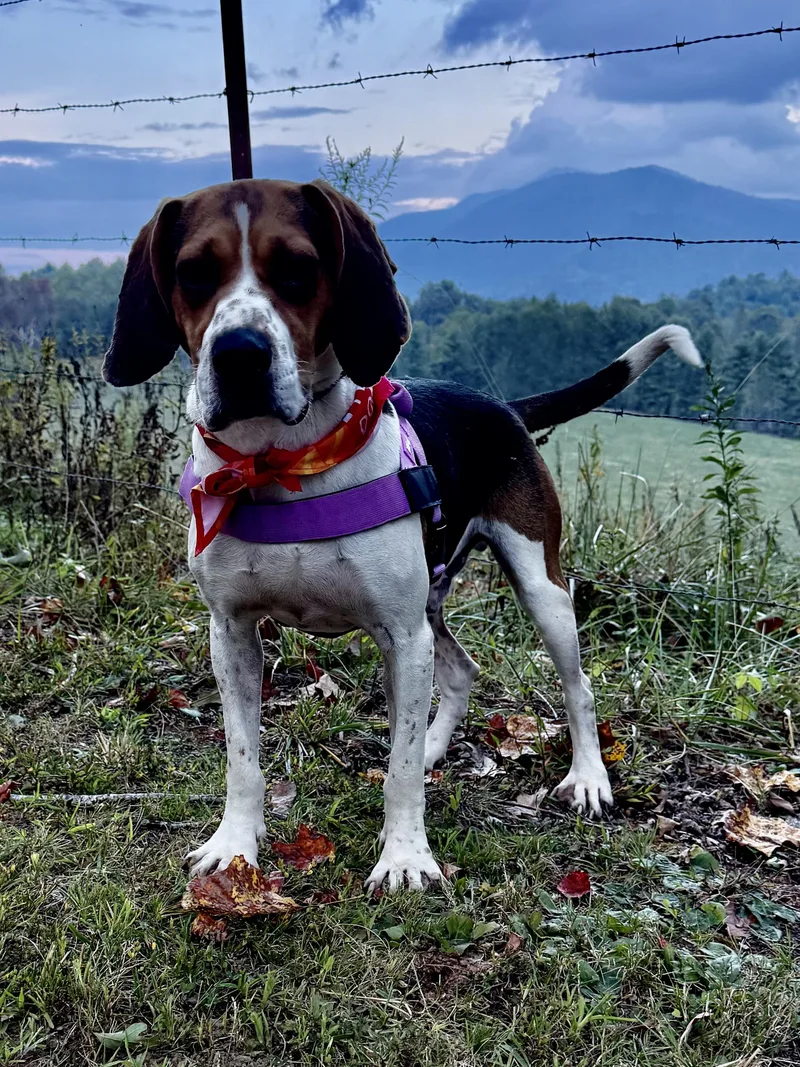 Max Walker thumbnail 4