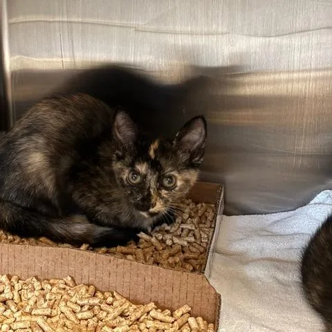 A baby small-sized female Tortoiseshell Domestic Medium Hair cat named Circe for adoption in Los Angeles, CA