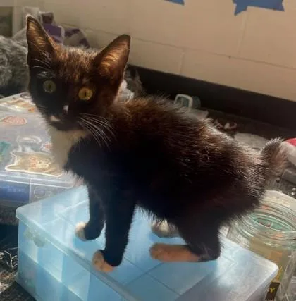 A baby small-sized female Domestic Short Hair cat named Beetle [FeLV+] for adoption in Chamblee, GA