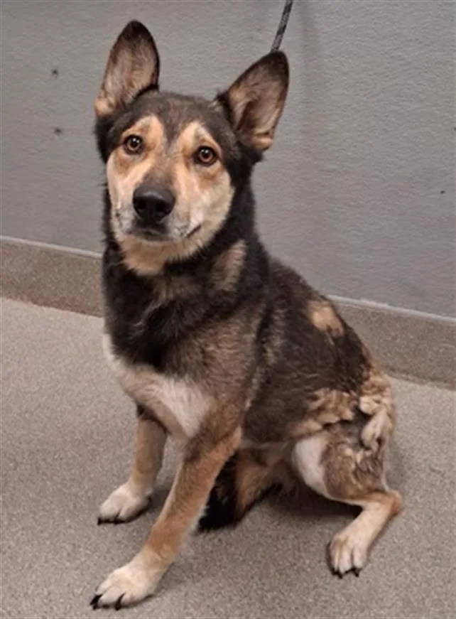 An adult medium-sized male German Shepherd Dog dog named Clark for adoption in Las Vegas, NV