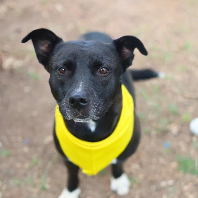 A young medium-sized female American Staffordshire Terrier dog named Kira for adoption in San Antonio, TX