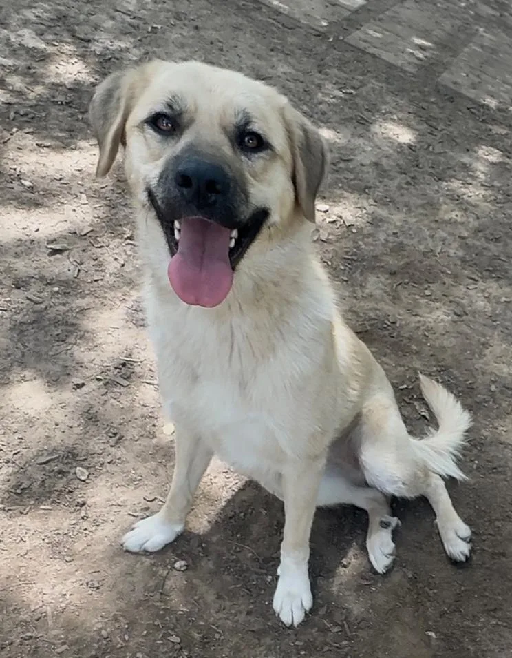 A young large-sized female White / Cream Labrador Retriever dog named Cagney for adoption in Albuquerque, NM