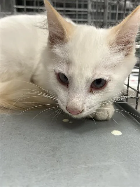 A baby small-sized male Domestic Short Hair cat named Brioche for adoption in Las Vegas, NV