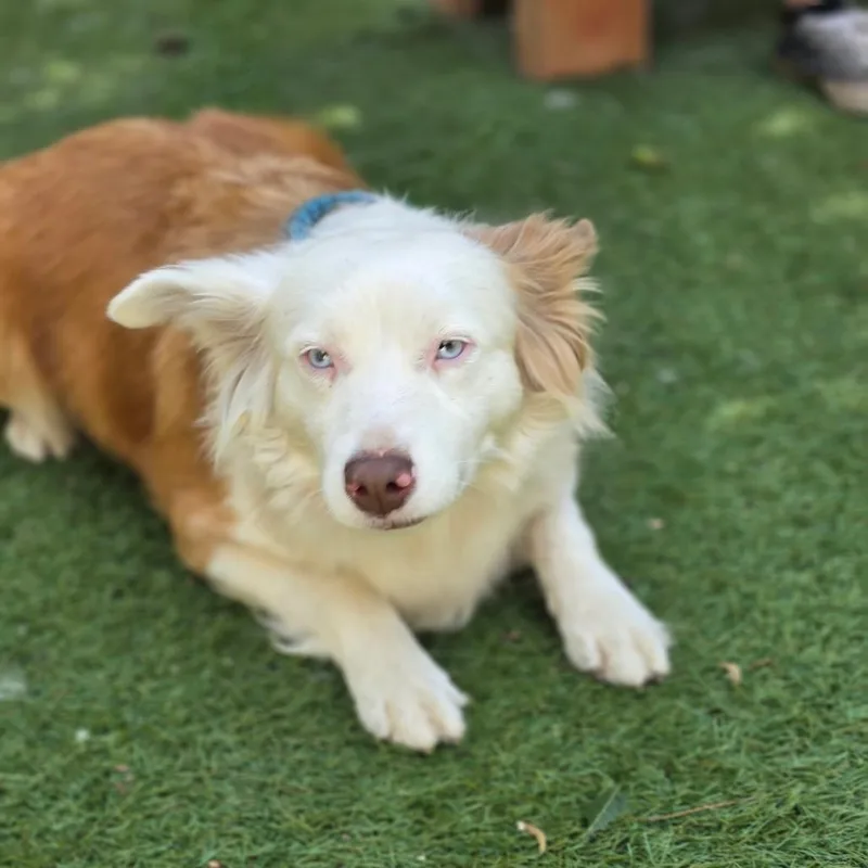 An adult medium-sized female Australian Shepherd dog named Elena Ann DG for adoption in Austin, TX