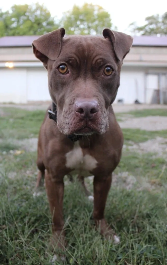 Carmella thumbnail 2