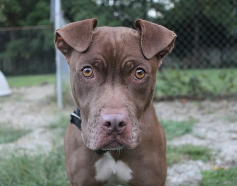 Carmella thumbnail 3