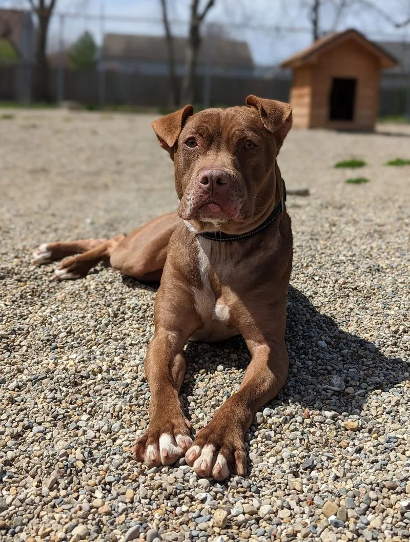 Carmella thumbnail 4