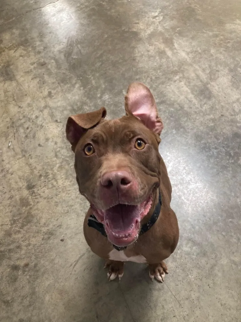 Carmella thumbnail 5