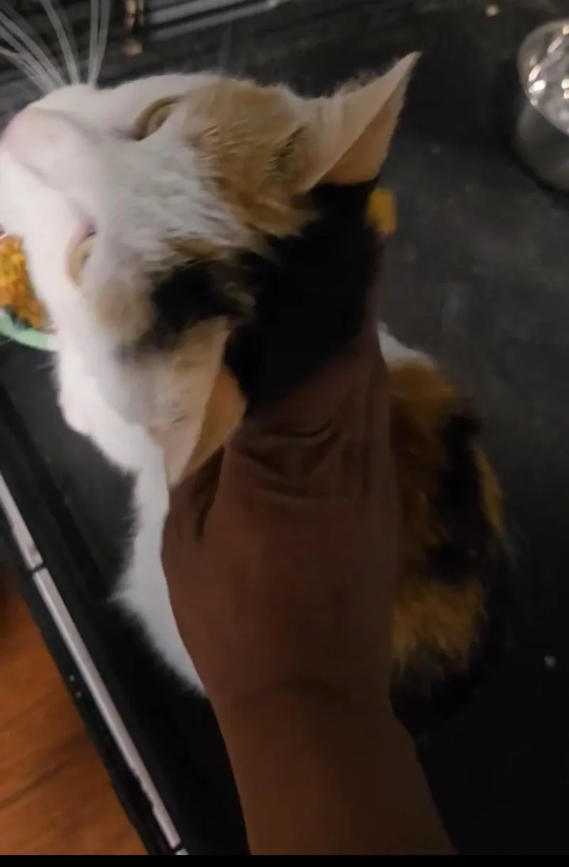 A young medium-sized female Calico cat named Summer for adoption in Brooklyn, NY