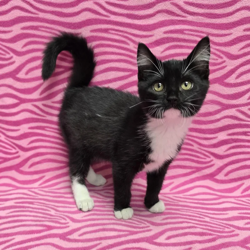 A baby medium-sized female Tuxedo cat named Tierney for adoption in Frankfort, IN