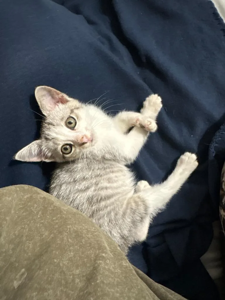 A baby medium-sized male American Bobtail cat named Corky for adoption in Sorrento, LA