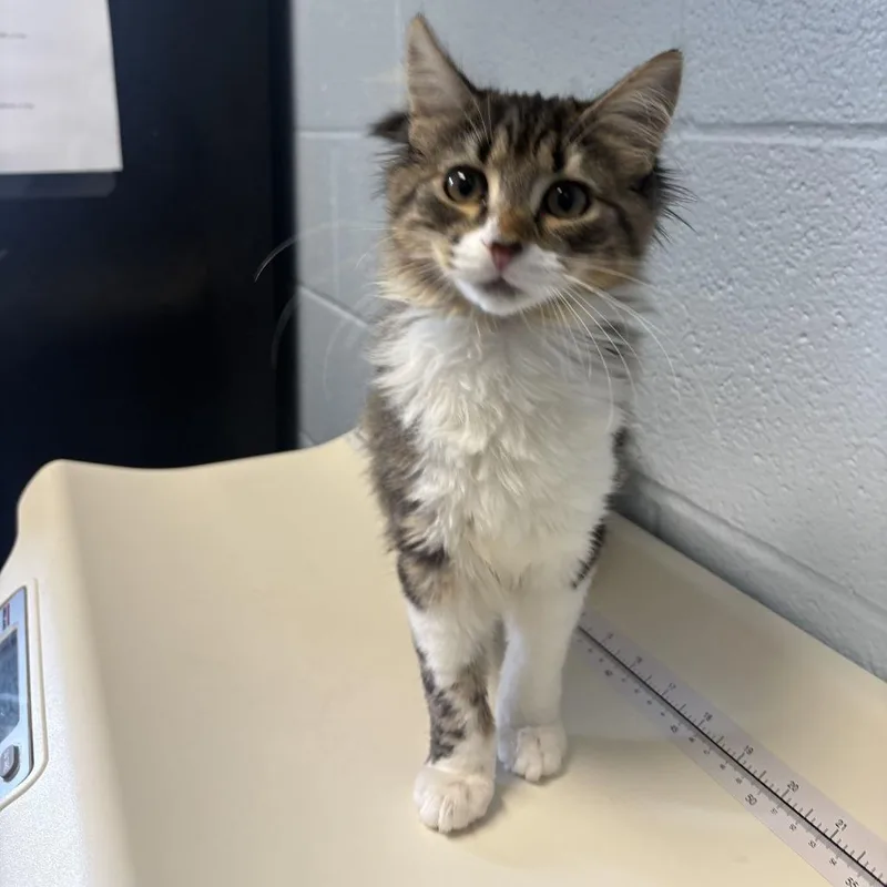 A baby small-sized female Gray / Blue / Silver Domestic Short Hair cat named Pink Ribbon for adoption in Carencro, LA