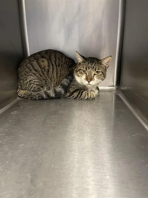 A young medium-sized male Domestic Short Hair cat named Toby for adoption in Santa Cruz, CA