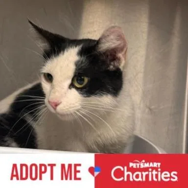 A young medium-sized female Black Domestic Short Hair cat named Bletchley for adoption in Falls Church, VA