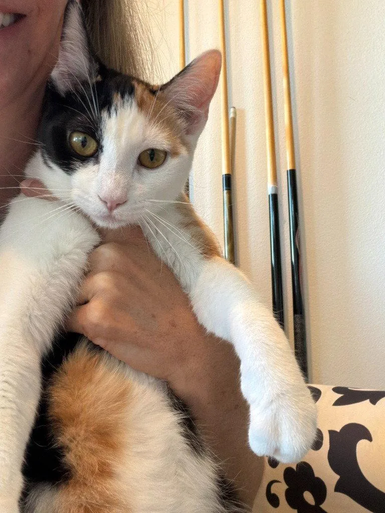 A young medium-sized female Domestic Short Hair cat named Pj for adoption in St. Helens, OR