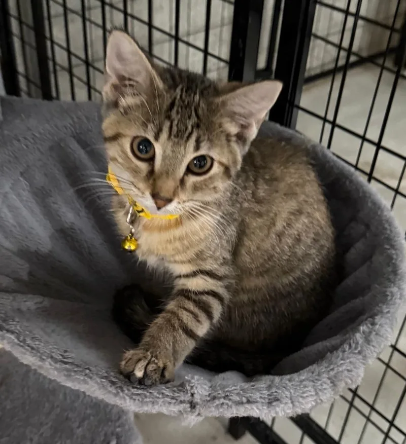 A baby medium-sized female Tabby (Brown / Chocolate) Domestic Short Hair cat named Katie for adoption in Mokena, IL