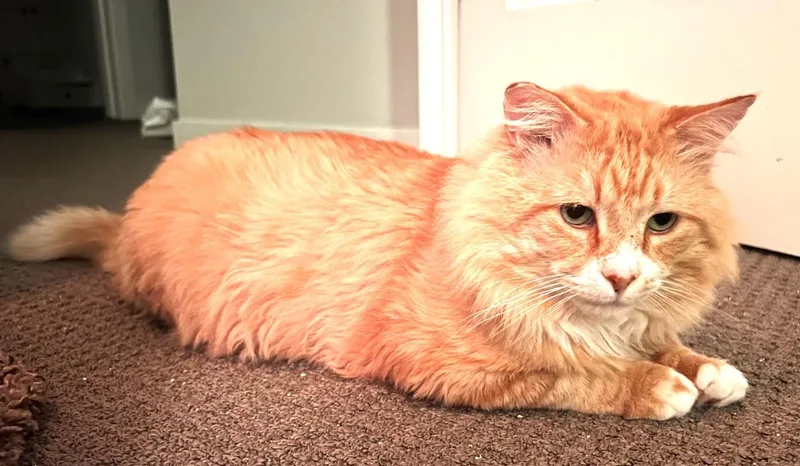 An adult large-sized male Orange & White Maine Coon cat named Oj for adoption in Ypsilanti, MI