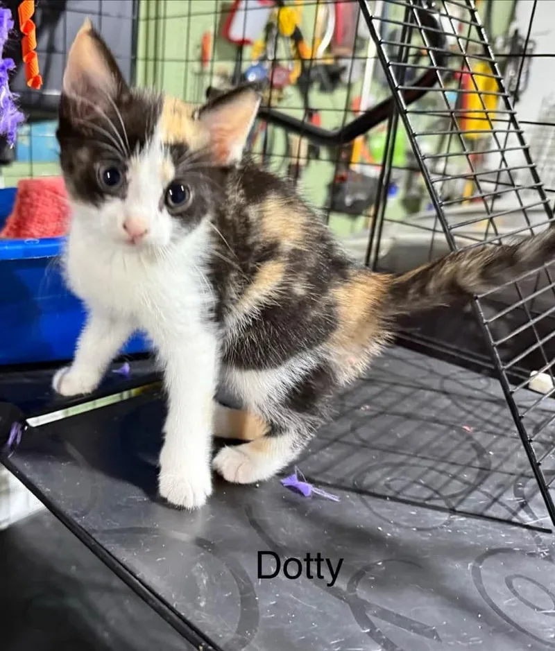 A baby medium-sized female Domestic Short Hair cat named Dotty for adoption in Johnson City, TN