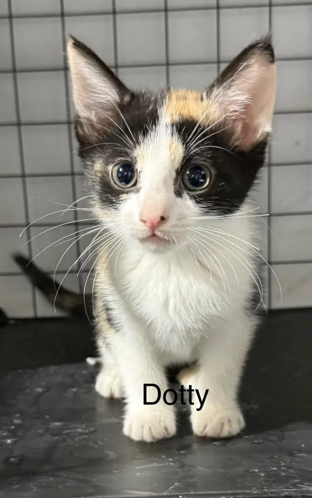 Dotty thumbnail 3