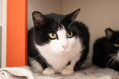 An adult large-sized male Domestic Short Hair cat named Emil for adoption in Ringoes, NJ