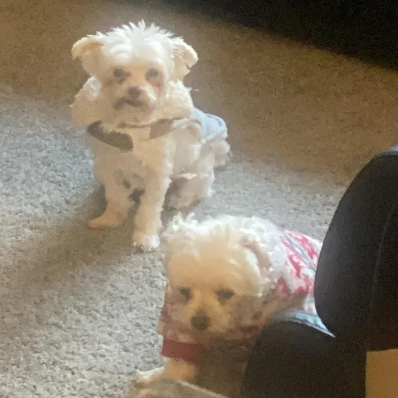 A senior small-sized female Maltese dog named Zuky bonded with Sky for adoption in Corvallis, OR