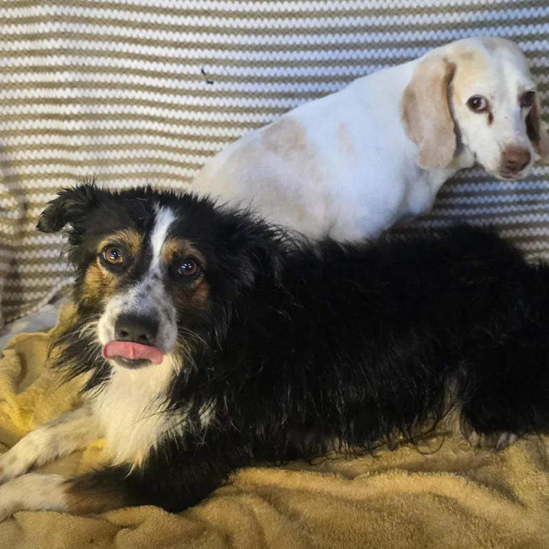 Sugarfly thumbnail 2