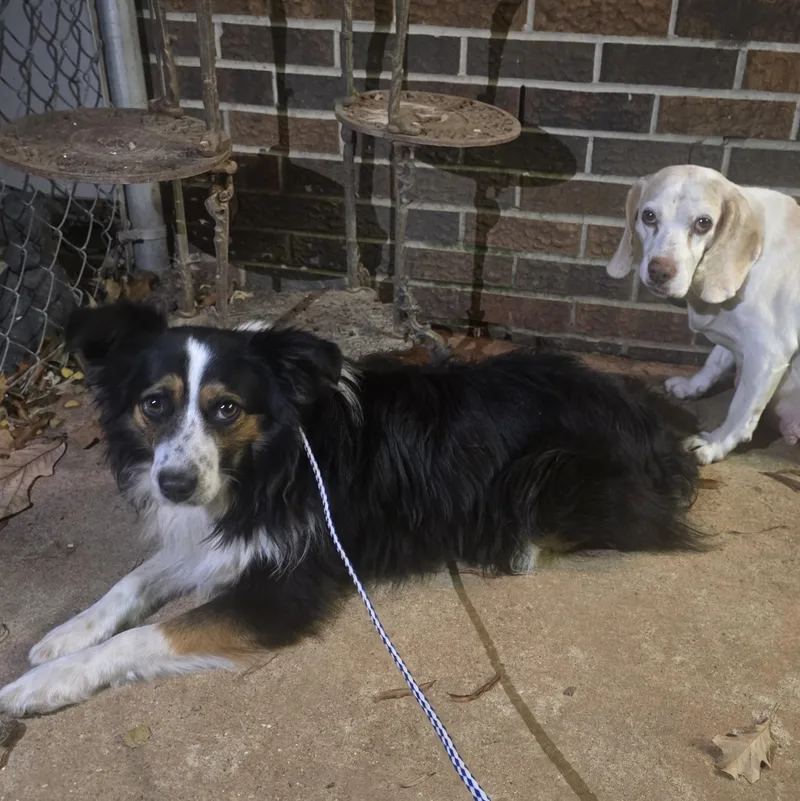 Sugarfly thumbnail 3