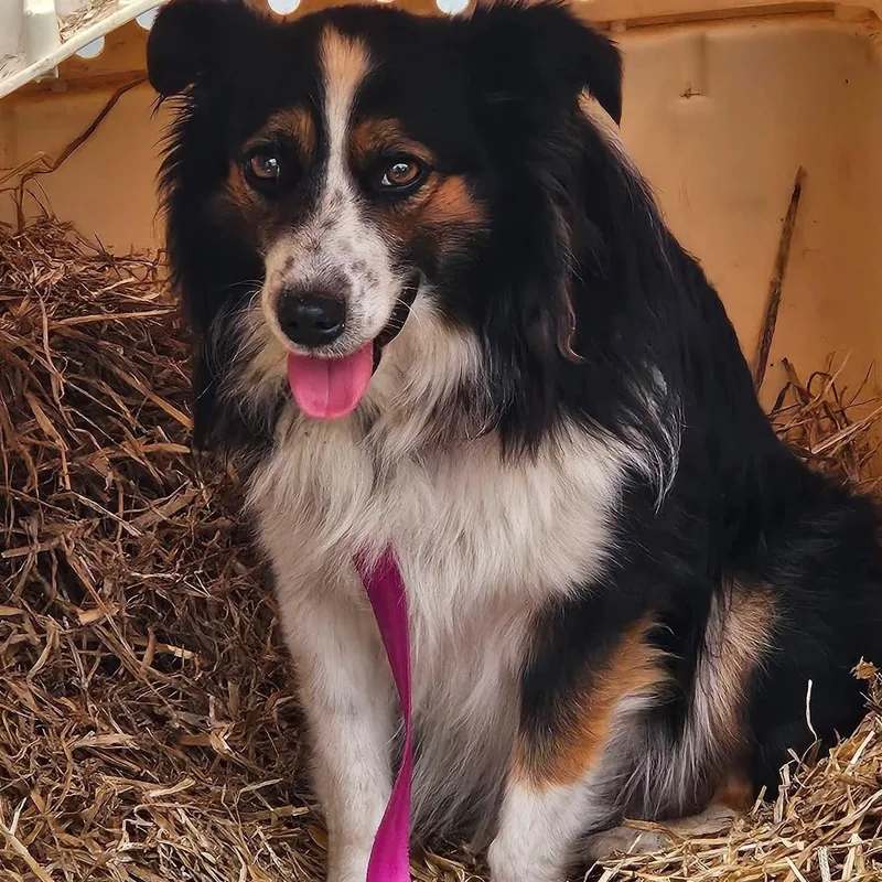 Sugarfly thumbnail 4