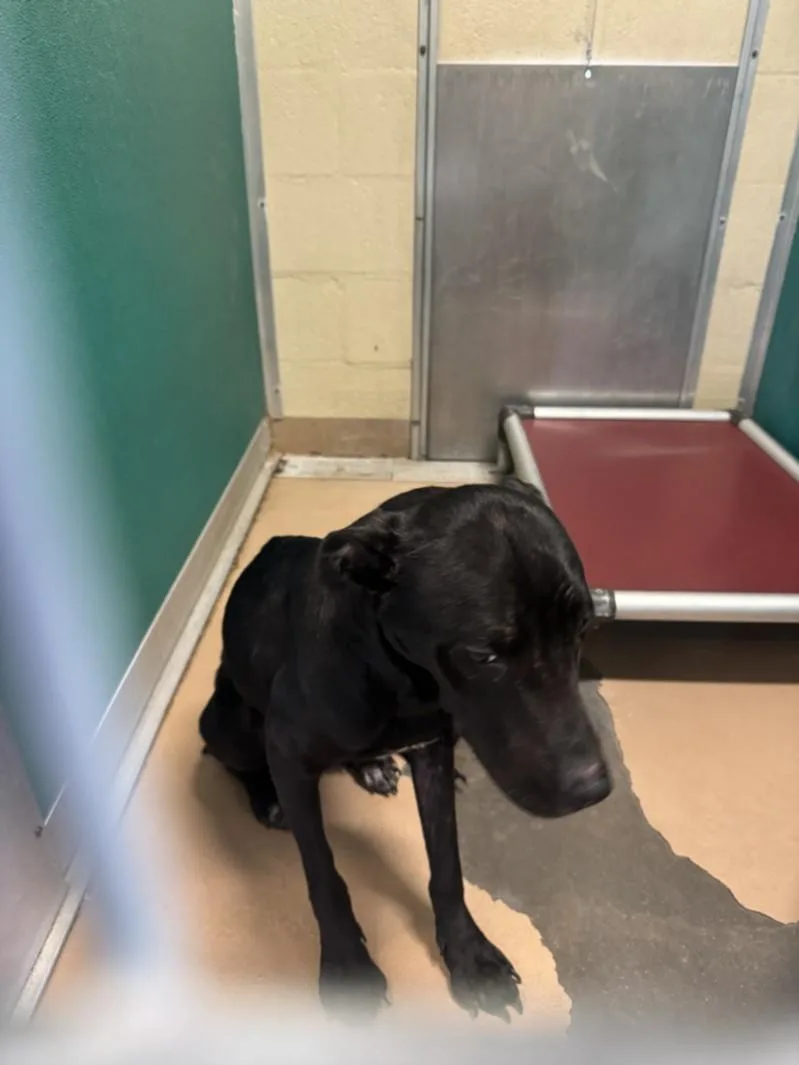 An adult medium-sized female Labrador Retriever dog named Maisie for adoption in Texas City, TX