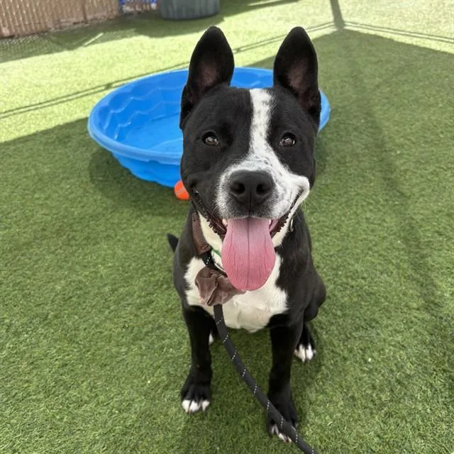 A young large-sized male Pit Bull Terrier dog named Link for adoption in Mesa, AZ