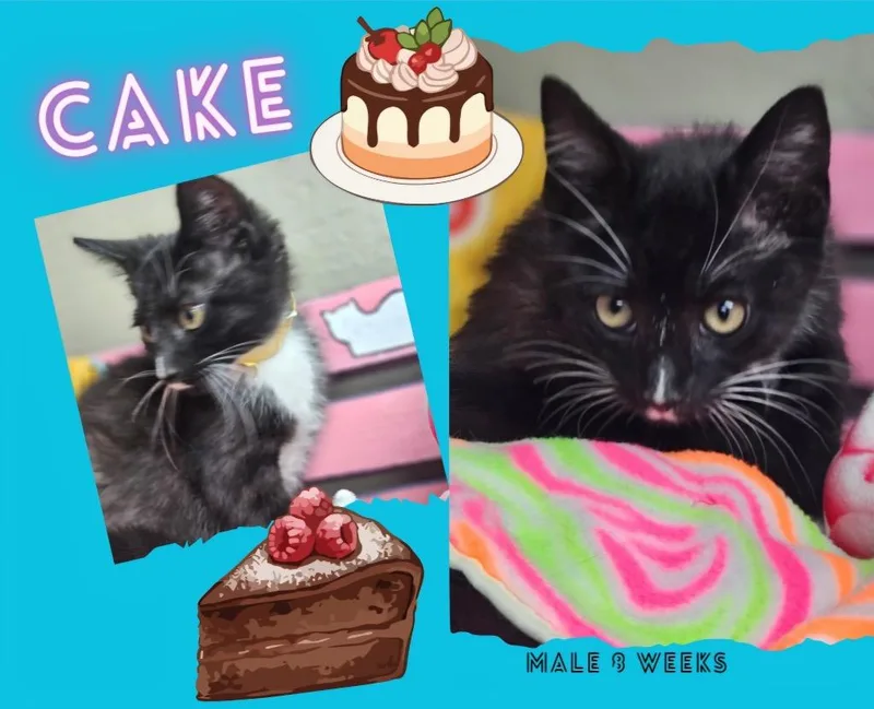 Cake
