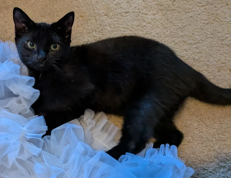 A baby small-sized female Domestic Short Hair cat named Bo Peep for adoption in Burleson, TX
