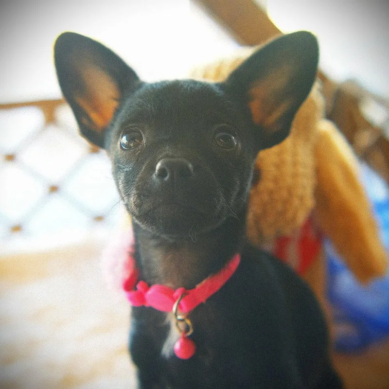 A baby small-sized female Rat Terrier dog named Emmie for adoption in San Jose, CA