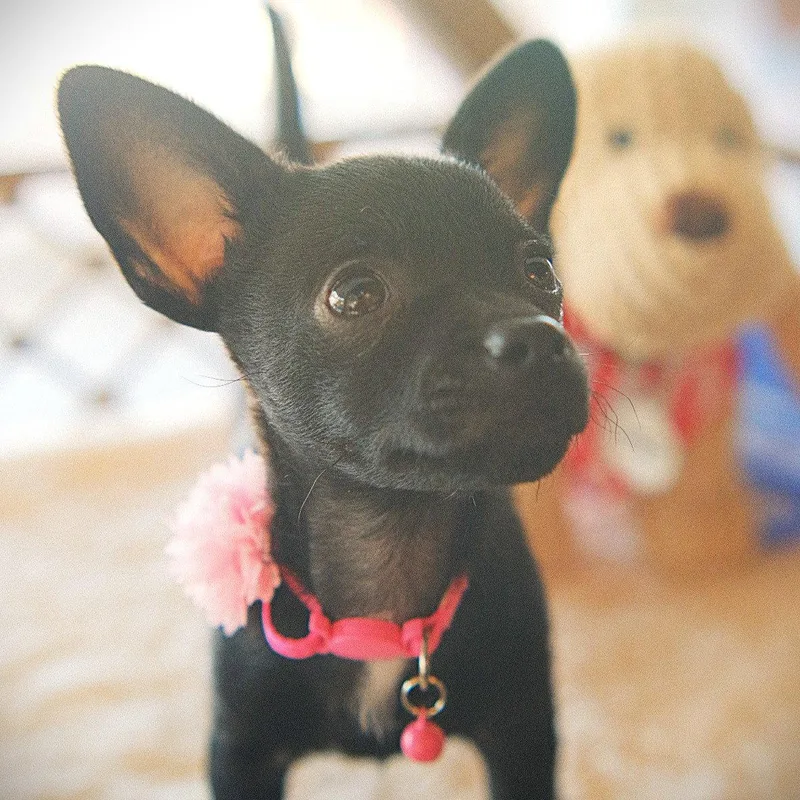 Emmie thumbnail 2